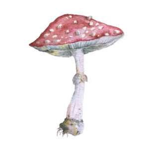 Op een grote paddenstoel Bloemen en planten Behang