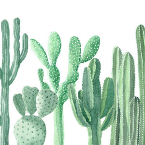 Cactus green Bloemen en planten Behang