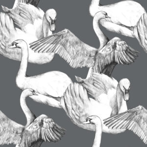 Swans grey and white Dieren Behang