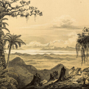 South America palm Natuur Behang