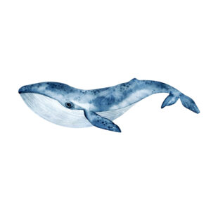 Walvis aquarel Dieren Behang