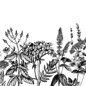 Weeds Bloemen en planten Behang