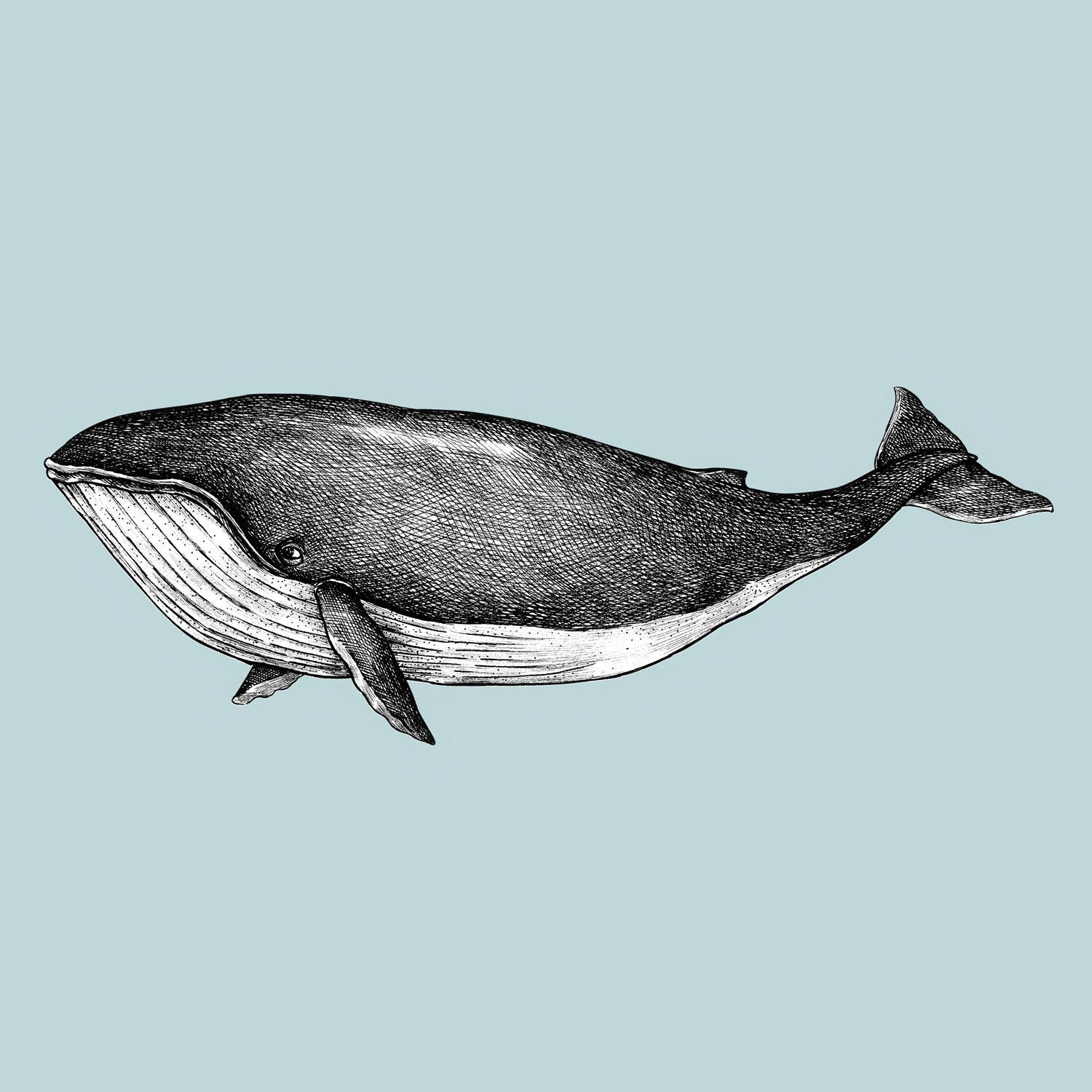 Blue whale Dieren Behang