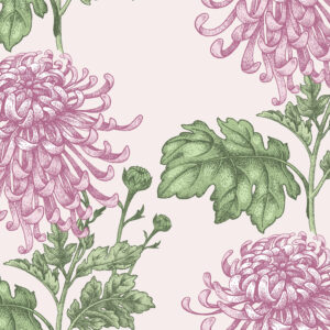 Chrysant pink Bloemen en planten Behang