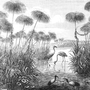 Flamingo black and white Bloemen en planten Behang