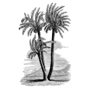 Palm tree Natuur Behang