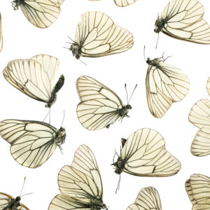 Vlinders Dieren Behang